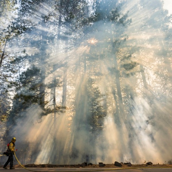 Park Fire jeopardizing one of California’s most iconic species: ‘This species could blink out’