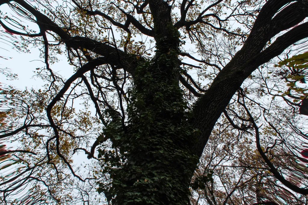 Zombie trees appear to be thriving and look healthy, but are actually dying from the inside out. Fall is the best time of year to look for signs of distress after the leaves have fallen off a tree's branches. Photo courtesy Getty Images.