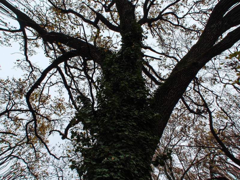 Zombie trees appear to be thriving and look healthy, but are actually dying from the inside out. Fall is the best time of year to look for signs of distress after the leaves have fallen off a tree's branches. Photo courtesy Getty Images.