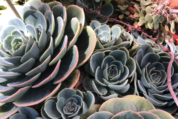 A selection of succulents and other plants will be available to purchase starting at $5 during the Succulent open house & plant sale. Embarcadero Media file photo.