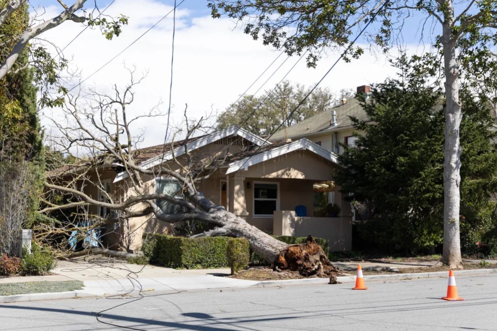 A downed tree on a house on Cowper Street in Palo Alto during windy weather on March 14, 2023. Photo by Magali Gauthier.