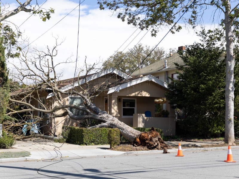 A downed tree on a house on Cowper Street in Palo Alto during windy weather on March 14, 2023. Photo by Magali Gauthier.