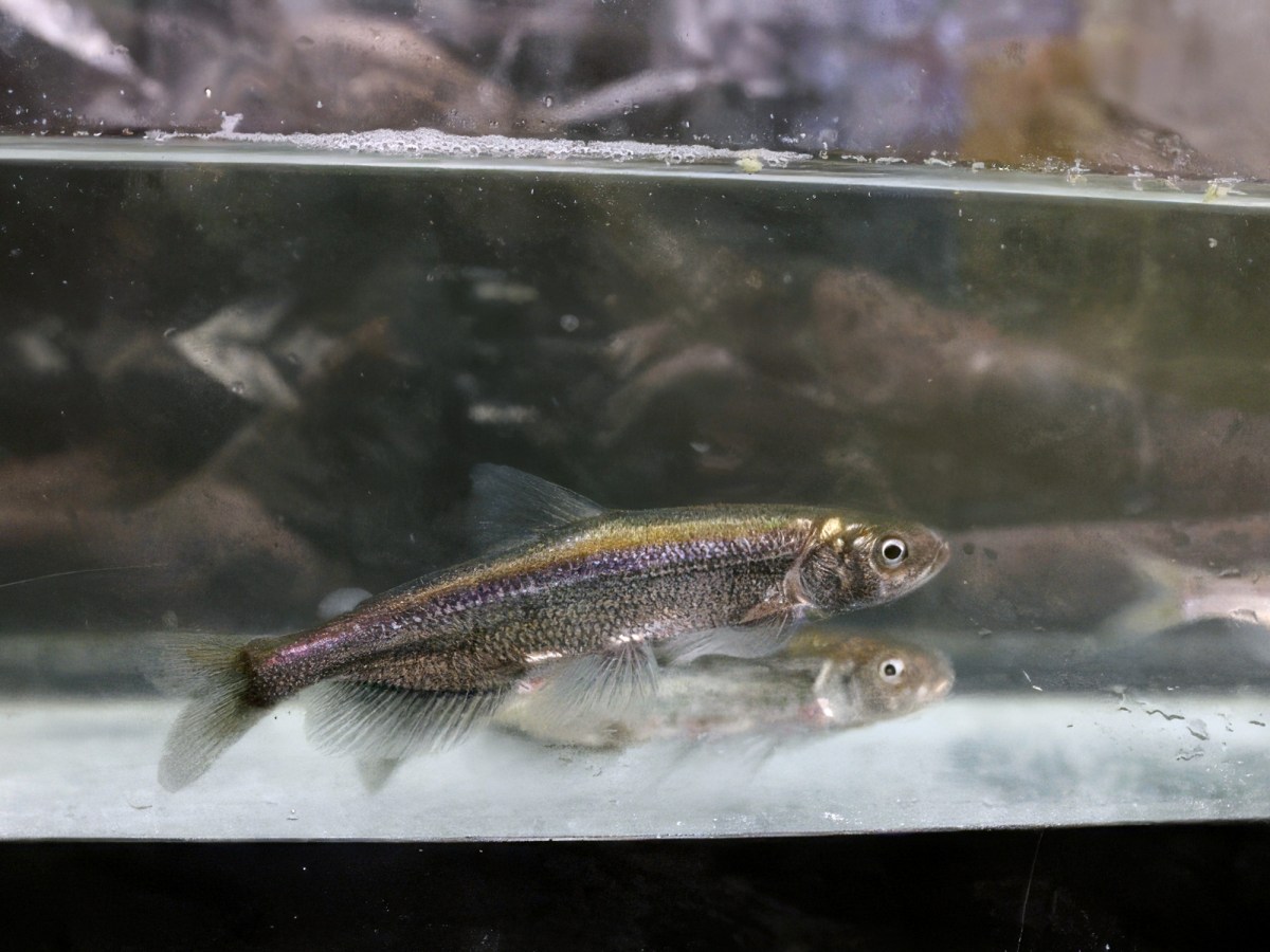 Bay-Delta longfin smelt joins growing list of endangered fish in San Francisco Bay estuary