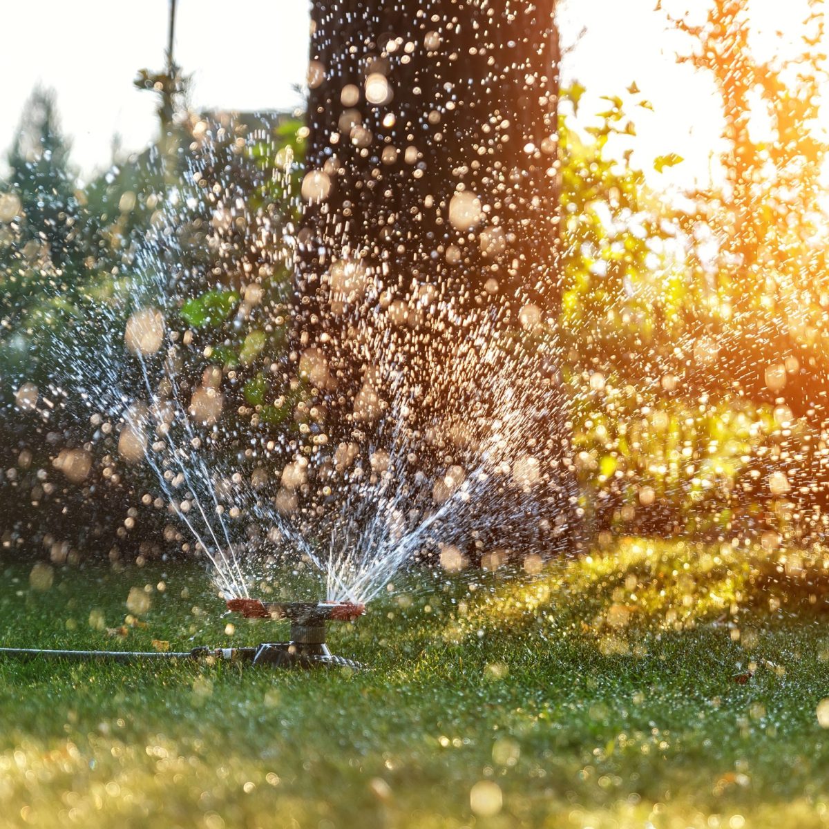 Ask a Master Gardener: ‘How do I know how much water my trees need in the summer?’ 