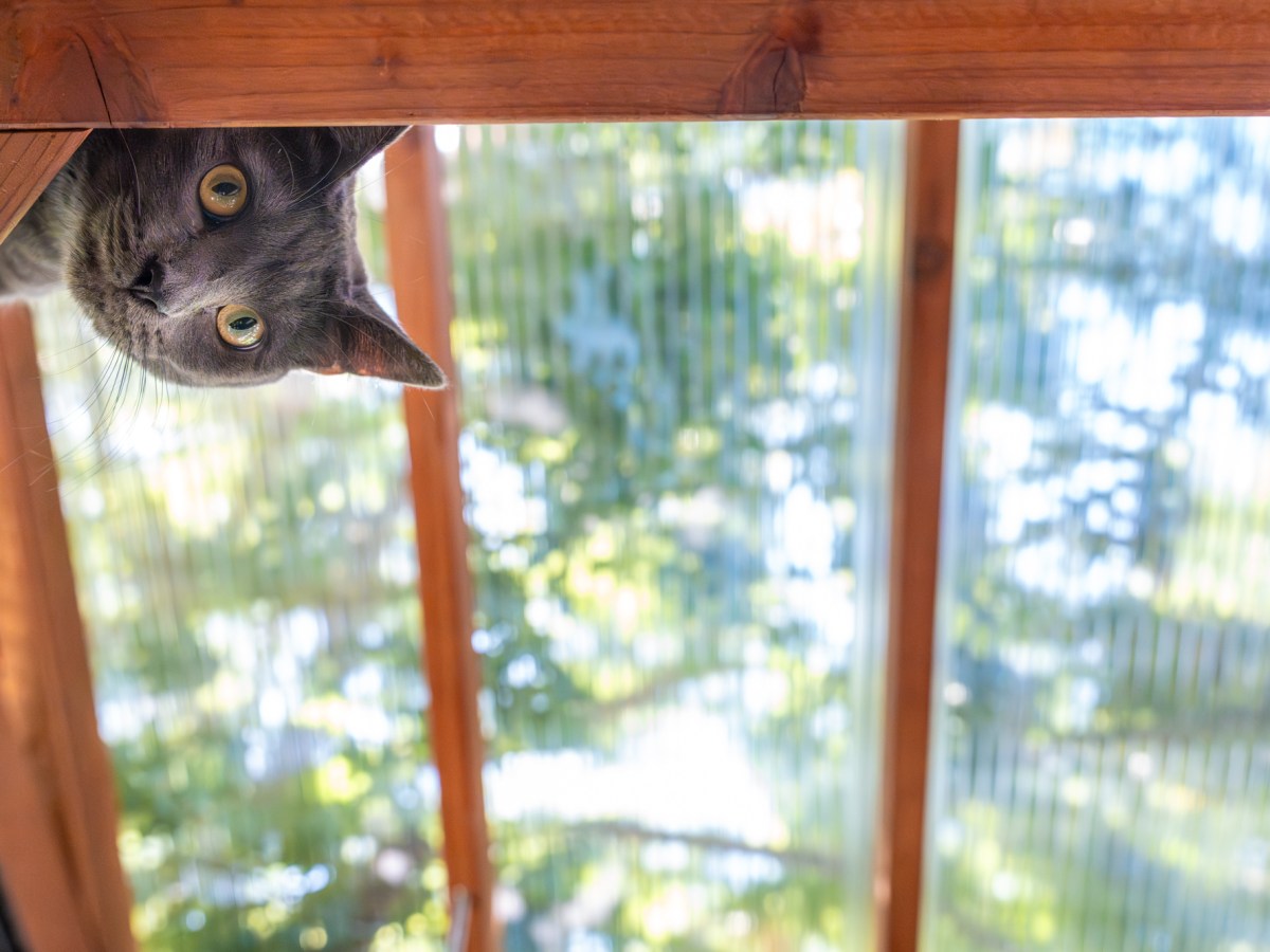 Feline design: A ‘catio’ can give cats a taste of the outdoors in a safe way