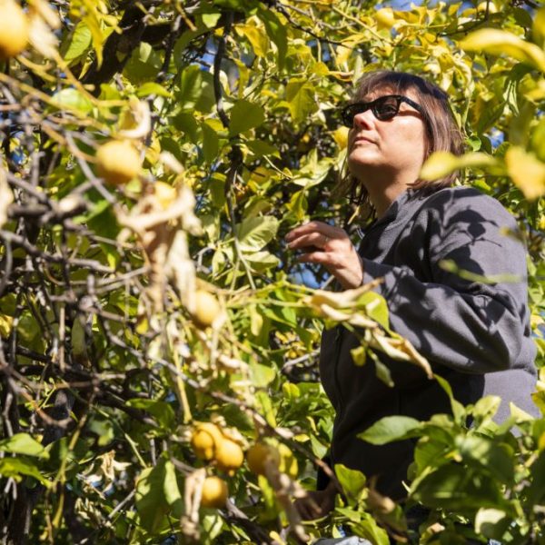 At harvest time, Peninsula volunteers lend a hand in neighborhood backyards