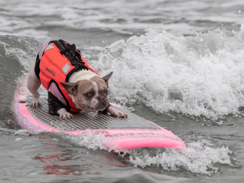 From dog surfing in Pacifica to Summerfest in San Mateo, here’s what’s happening in August